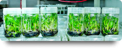 Plant Tissue Culture